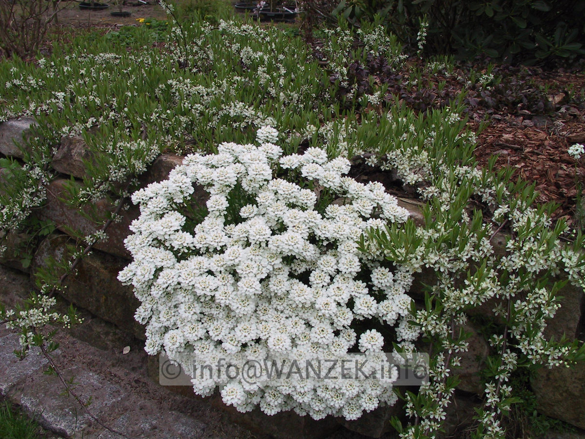 Iberis sempervirens Fischbeck + Prunus pum dep.JPG